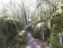 LA FORET DE NEBIAS...