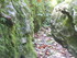 LA FORET DE NEBIAS...
