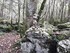 LA FORET DE NEBIAS...