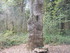 LA FORET DE NEBIAS...