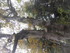 LA FORET DE NEBIAS...