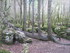 LA FORET DE NEBIAS...