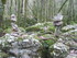 LA FORET DE NEBIAS...
