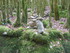 LA FORET DE NEBIAS...