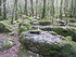 LA FORET DE NEBIAS...