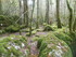 LA FORET DE NEBIAS...