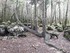 LA FORET DE NEBIAS...