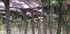 LA FORET DE NEBIAS...