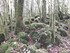 LA FORET DE NEBIAS...