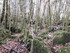 LA FORET DE NEBIAS...