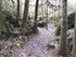 LA FORET DE NEBIAS...