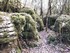 LA FORET DE NEBIAS...