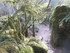LA FORET DE NEBIAS...