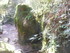 LA FORET DE NEBIAS...