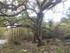 LA FORET DE NEBIAS...