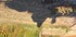 L COMME LES BOULINETTES (5) - 