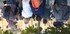 S COMME SAINT MAXIMIN (2) - VA