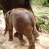 S COMME SAYOK ELEPHANT PARK - THAÏLANDE