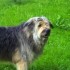 Bye bye Baby Max