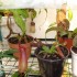 intro nepenthes