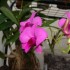 quelques orchidées