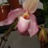 quelques orchidées