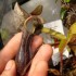 nepenthes mikei de chez karnivores.com