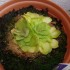 pinguicula.