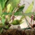 pleurothallis multiflora.