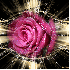 Belle rose