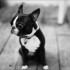 chiot bouledogue francais