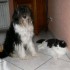 un chien parmi les chats