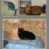 suite du SOS des 46 chats et u