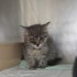 news des chatons