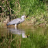 De la verdure, des bestioles e