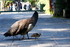 Un petit tour au zoo