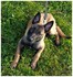 Photos de mon Malinois 3