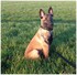 Photos de mon chien Malinois 4
