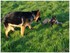Photos de mon chien Malinois 5