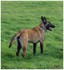 Photos de mon chien Malinois 7