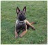 Photo de mon malinois 9