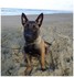 Photo de mon malinois 12