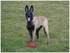 Photo de mon malinois 14