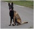 Photo de mon malinois 16