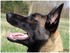 Photo de mon malinois 17