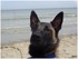 Photo de mon malinois 19