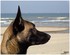 Photos de mon malinois 22