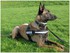 Photo de mon malinois 23