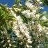 Beignets de fleur d'acacia