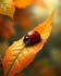 Coccinelle